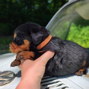 <?php echo $breed; ?> Puppy